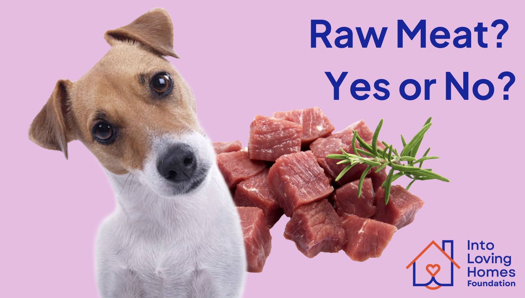 Is Raw Pet Food Worth the Hype? What Every Pet Owner Should Know!